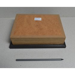 "Eupatorus gracilicornis" Asia de SE