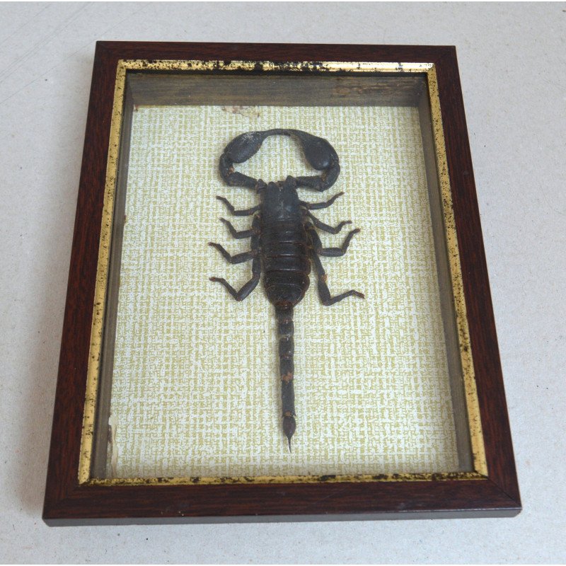 "Heterometrus spinifer" scorpion, Thailand