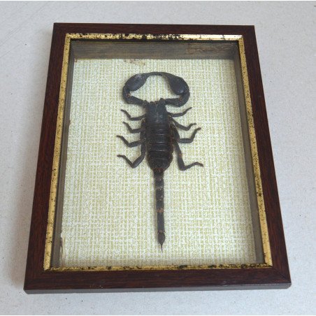 "Heterometrus spinifer" scorpion, Thailand