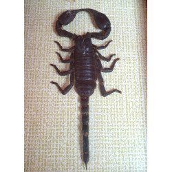 "Heterometrus spinifer" scorpion Thailanda