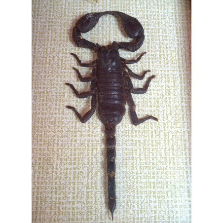 "Heterometrus spinifer" scorpion, Thailand