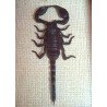 "Heterometrus spinifer" scorpion Thailanda