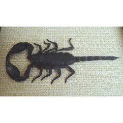 "Heterometrus spinifer" scorpion Thailanda