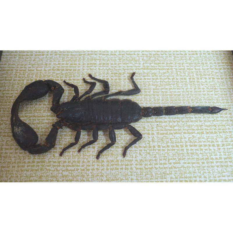 "Heterometrus spinifer" scorpion, Thailand