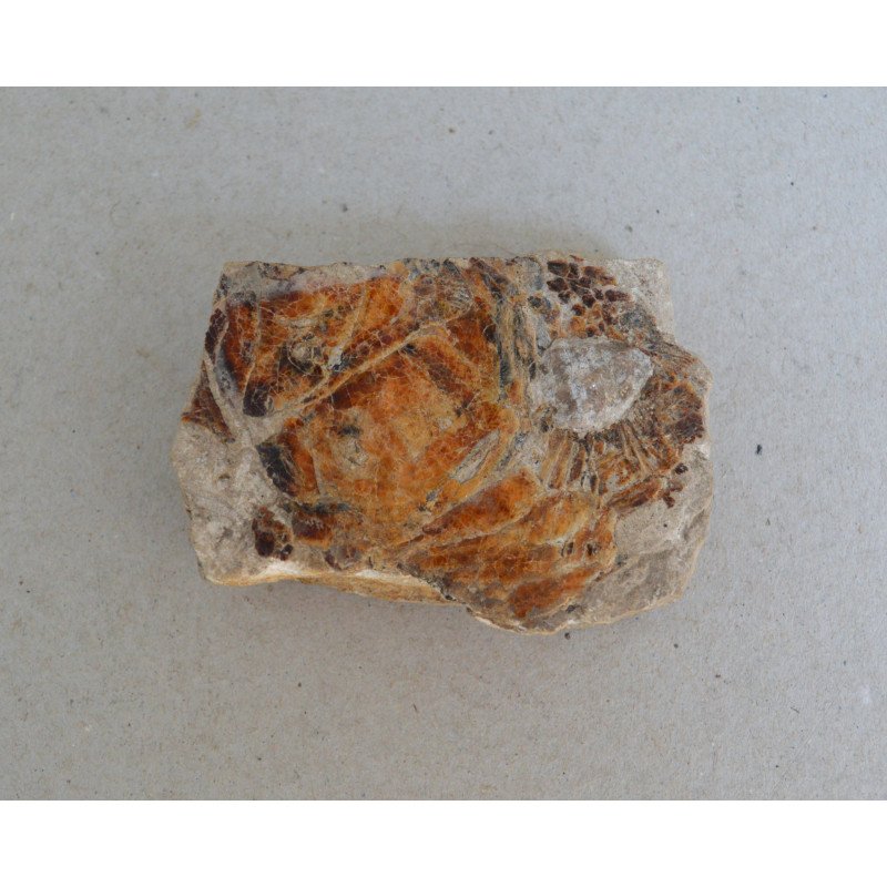 Peste fosil Cretacic