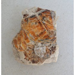 Peste fosil Cretacic