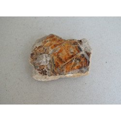 Peste fosil Cretacic