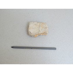 Peste fosil Cretacic