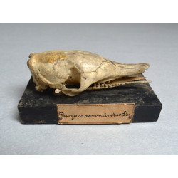 Skull of Dasypus novemcinctus (nine-banded armadillo) -...