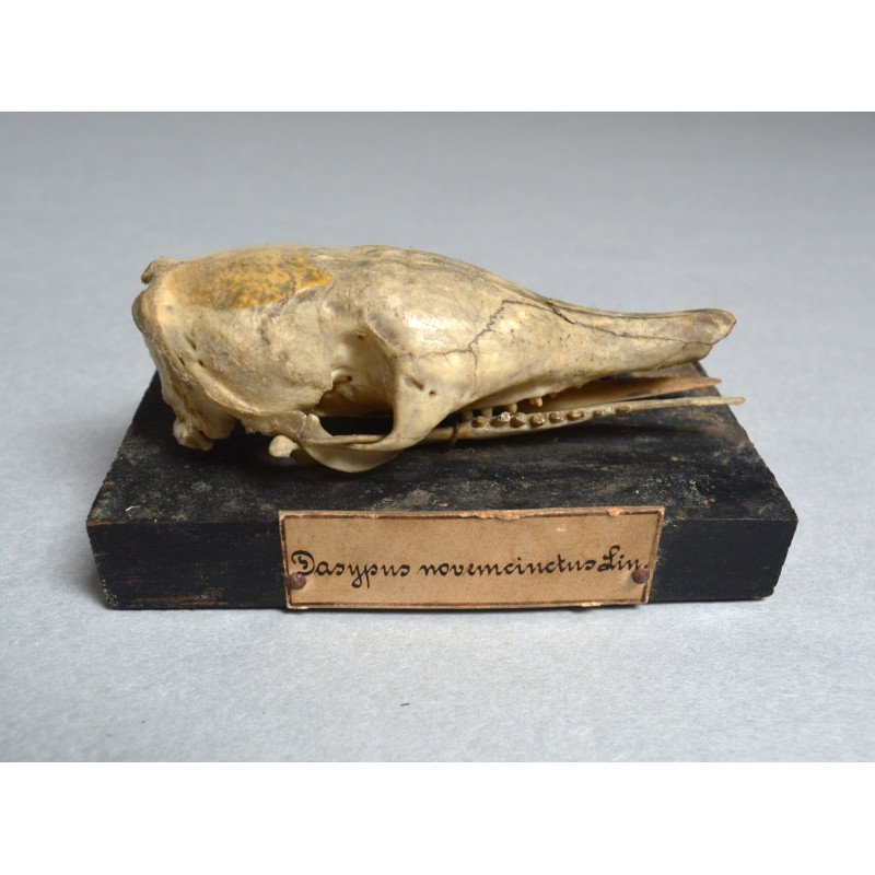 Craniu de Dasypus novemcinctus (Tatu cu nouă benzi) – material didactic cca 1900-1930