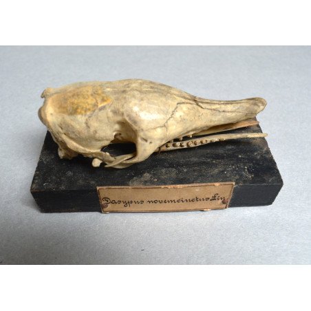 Craniu de Dasypus novemcinctus (Tatu cu nouă benzi) – material didactic cca 1900-1930