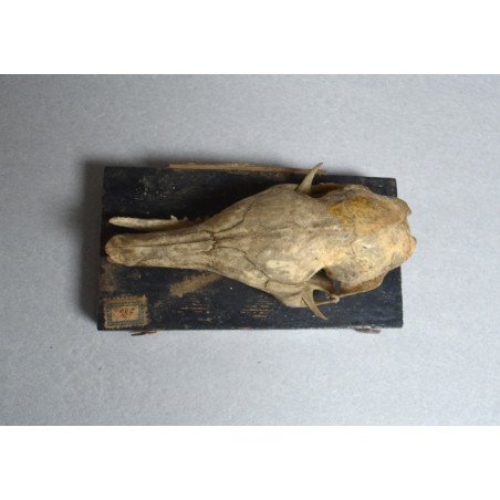 Craniu de Dasypus novemcinctus (Tatu cu nouă benzi) – material didactic cca 1900-1930