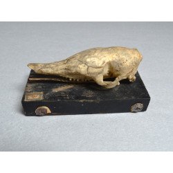 Craniu de Dasypus novemcinctus (Tatu cu nouă benzi) – material didactic cca 1900-1930