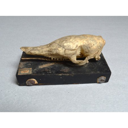 Craniu de Dasypus novemcinctus (Tatu cu nouă benzi) – material didactic cca 1900-1930
