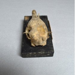 Craniu de Dasypus novemcinctus (Tatu cu nouă benzi) – material didactic cca 1900-1930
