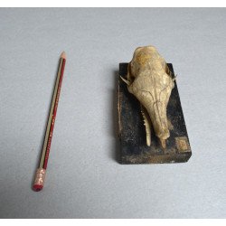 Craniu de Dasypus novemcinctus (Tatu cu nouă benzi) – material didactic cca 1900-1930