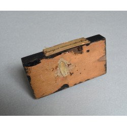 Craniu de Dasypus novemcinctus (Tatu cu nouă benzi) – material didactic cca 1900-1930