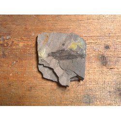 Peste fosil Oligocen