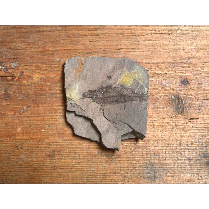 Peste fosil Oligocen