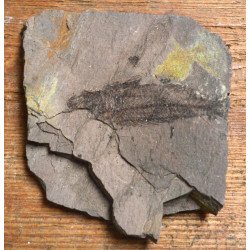 Peste fosil Oligocen