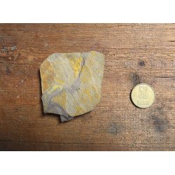 Peste fosil Oligocen