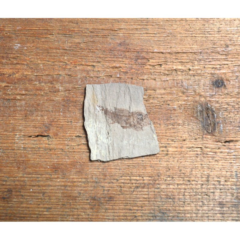 Peste fosil Oligocen