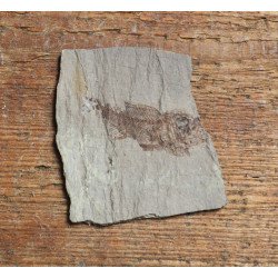 Peste fosil Oligocen