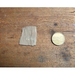 Peste fosil Oligocen