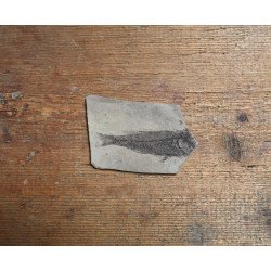 Fossil fish, Oligocene