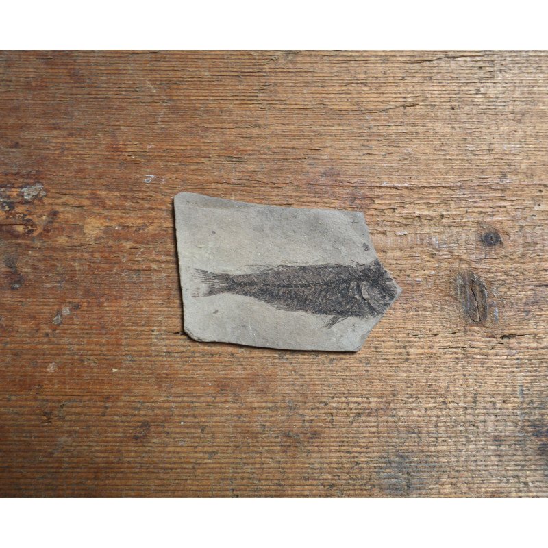 Peste fosil Oligocen