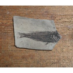 Fossil fish, Oligocene 2