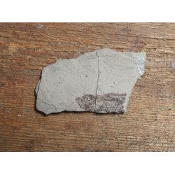 Peste fosil Oligocen