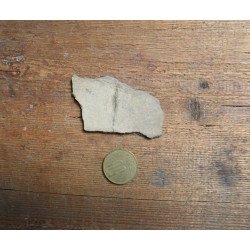 Peste fosil Oligocen