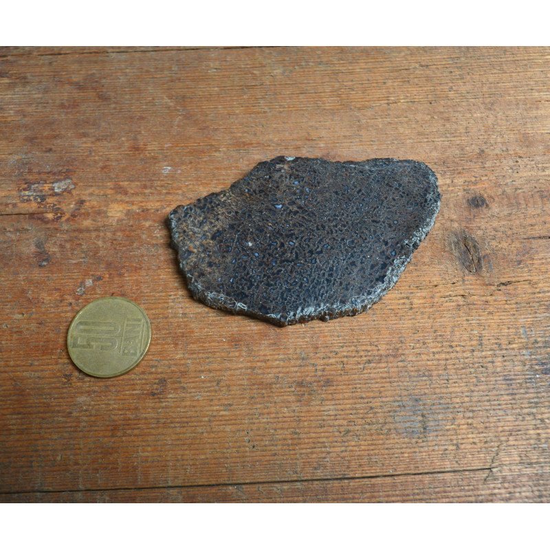 Dinosaur bone (section), Cretaceous