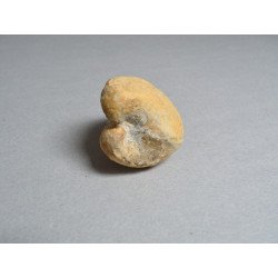 Bivalva fosila din Cretacic