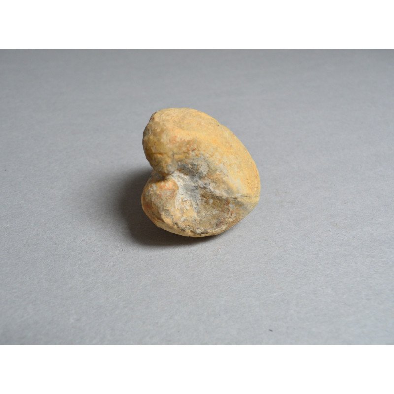 Bivalva fosila din Cretacic