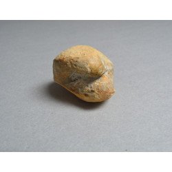 Bivalva fosila din Cretacic