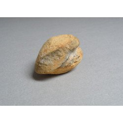 Bivalva fosila din Cretacic