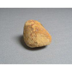 Bivalva fosila din Cretacic