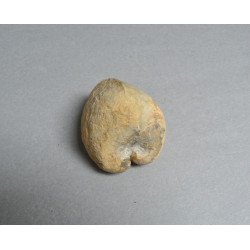 Bivalva fosila din Cretacic