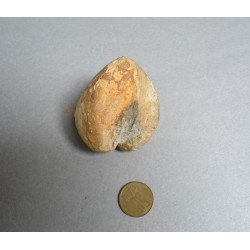 Bivalva fosila din Cretacic