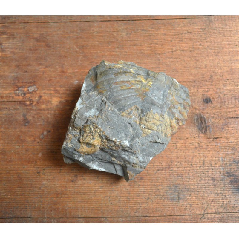 Trilobit fosila din Silurian