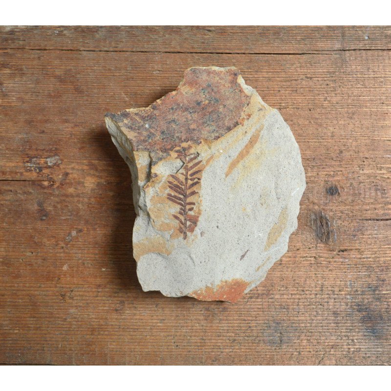 Fossil plant from the Miocene