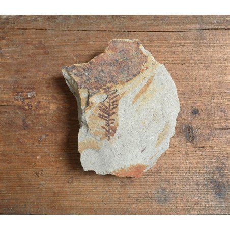 Fossil plant from the Miocene