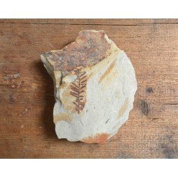 Planta fosila din Miocen