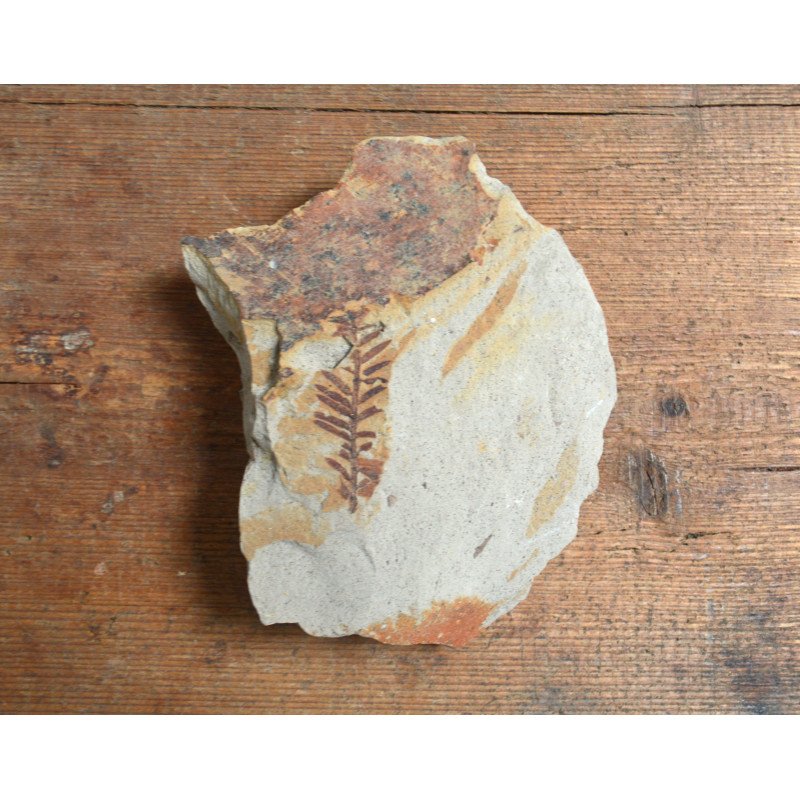 Fossil plant from the Miocene