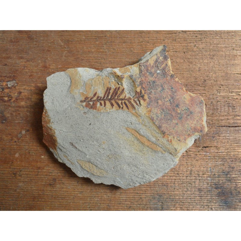 Fossil plant from the Miocene