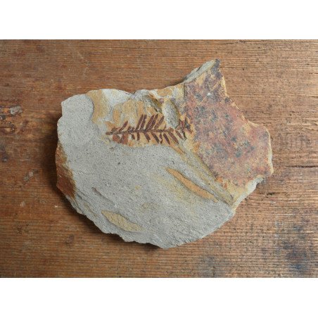 Fossil plant from the Miocene