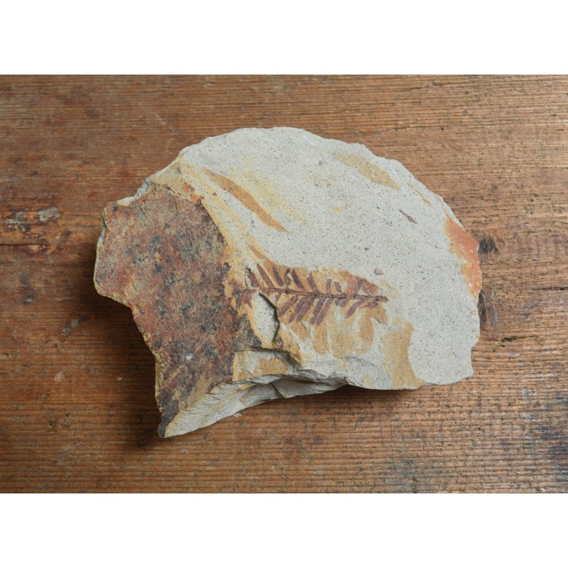 Fossil plant from the Miocene
