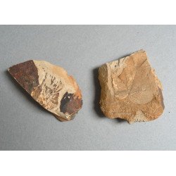 Doua plante fosile din Miocen